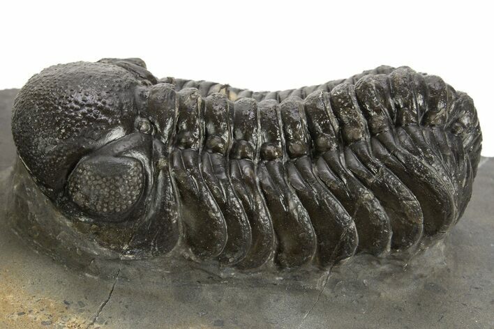 Detailed Austerops Trilobite - Ofaten, Morocco #325983